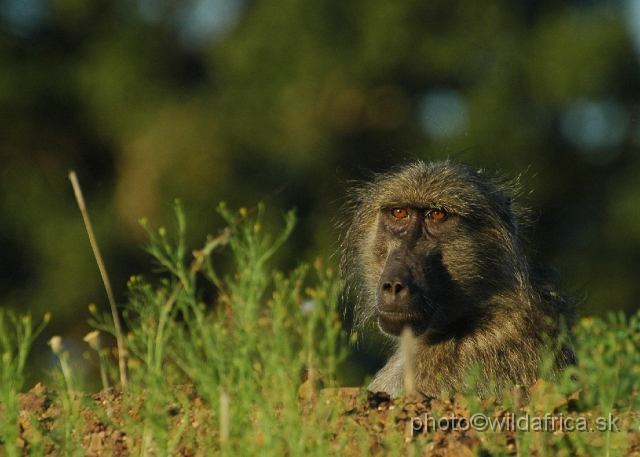 puku rsa 350.jpg - Chacma Baboon (Papio ursinus)